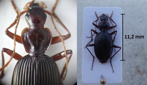 Platynus peirolerii